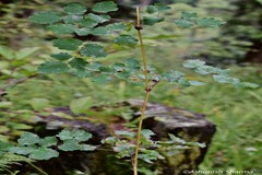 Thalictrum chelidonii